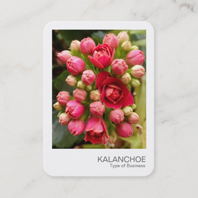 Tarjeta De Visita Foto instantánea - Flores y barras de Kalanchoe (Anverso)