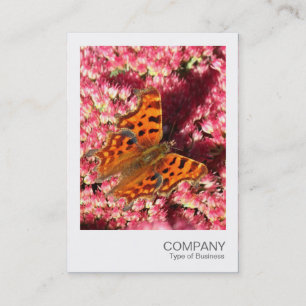 Tarjeta De Visita Foto instantánea: mariposa de la coma en Sedum