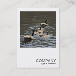 Tarjeta De Visita Fotografía cuadrada 0407 - Canadá Geese con gallos
