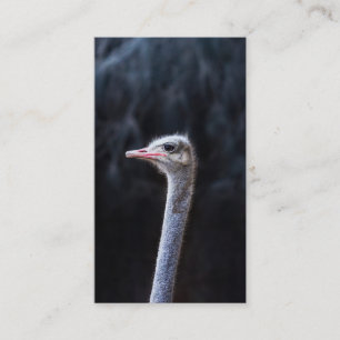 Tarjeta De Visita Fotografía de avestruz