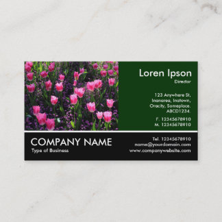 Tarjeta De Visita Fotografía de pie - Cama de tulipanes rosados