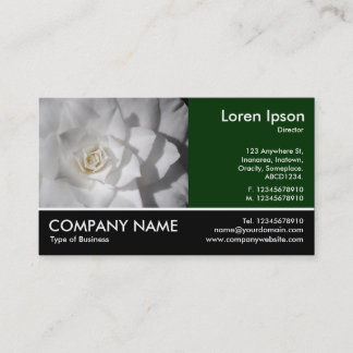 Tarjeta De Visita Fotografía de pie - Camellia blanca
