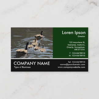 Tarjeta De Visita Fotografía de pie - Canadiense Geese con goslings