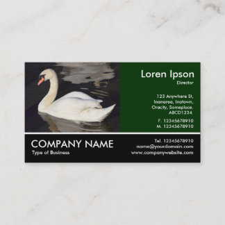 Tarjeta De Visita Fotografía de pie - Mute Swan