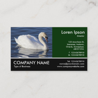 Tarjeta De Visita Fotografía de pie - Mute Swan