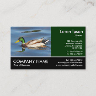 Tarjeta De Visita Fotografía de pie - Pato Mallard