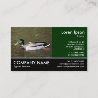 Tarjeta De Visita Fotografía de pie - Pato Mallard