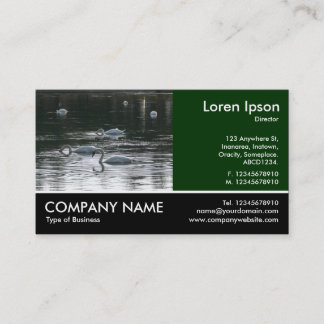 Tarjeta De Visita Fotografía de pie - Swans