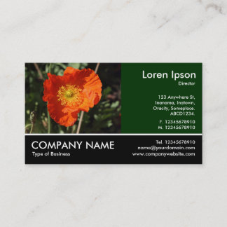 Tarjeta De Visita Fotografía de pie - Welsh Poppy