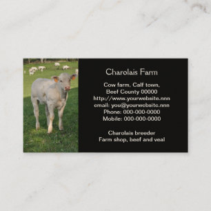 Tarjeta De Visita Fotografía de ternera crema blanca charolais