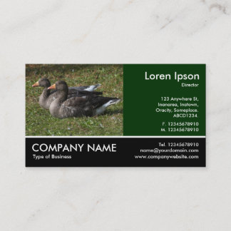 Tarjeta De Visita Fotografía Footing - Greylag Geese
