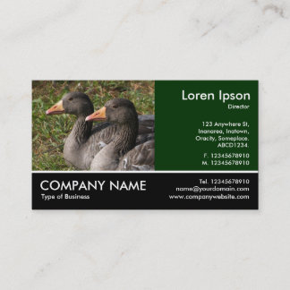 Tarjeta De Visita Fotografía Footing - Greylag Geese