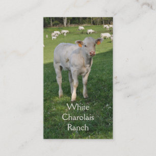 Tarjeta De Visita Ganados vacunos de Charolais con el becerro