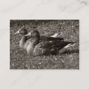 Tarjeta De Visita Geese de Greylag (Sepia)