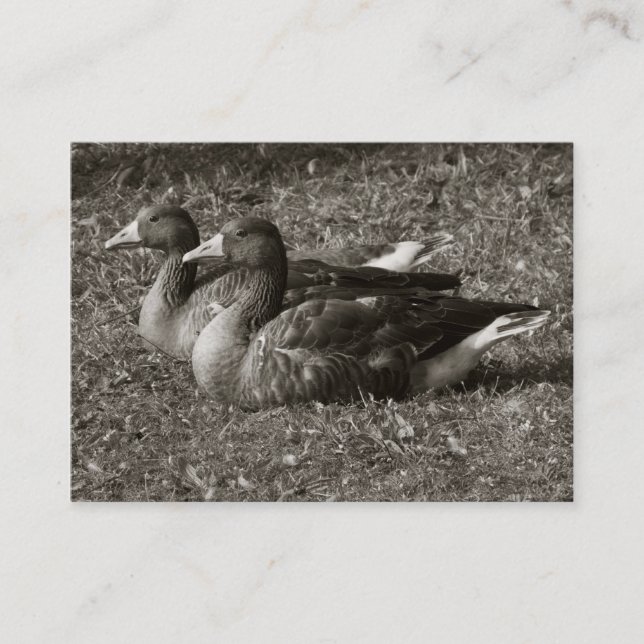 Tarjeta De Visita Geese de Greylag (Sepia) (Anverso)