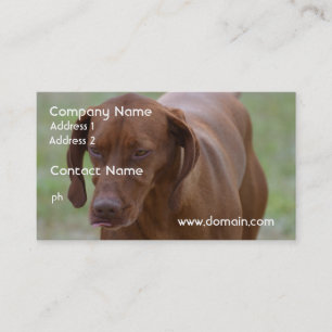 Tarjeta De Visita Gran perro de Vizsla