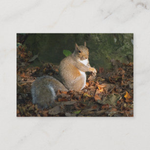 Tarjeta De Visita Gray Squirrel - Bute Park, Cardiff, Gales, Reino U