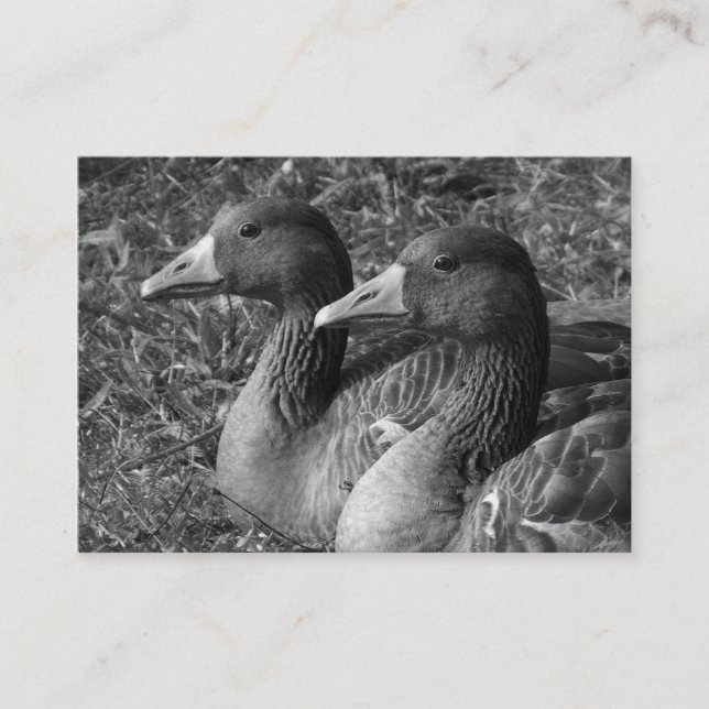 Tarjeta De Visita Greylag Geese (Anverso)