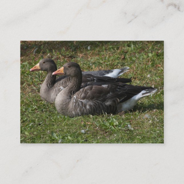 Tarjeta De Visita Greylag Geese (Anverso)