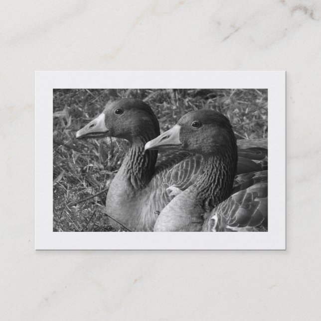 Tarjeta De Visita Greylag Geese B&W (Bordeado) (Anverso)