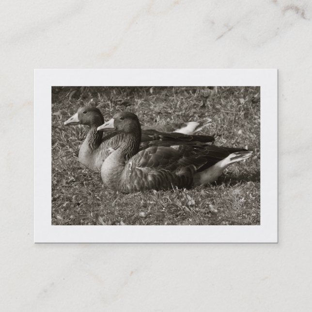 Tarjeta De Visita Greylag Geese Sepia (Bordeado) (Anverso)