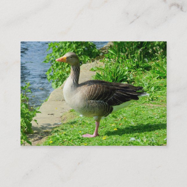 Tarjeta De Visita Greylag Goose (Anverso)