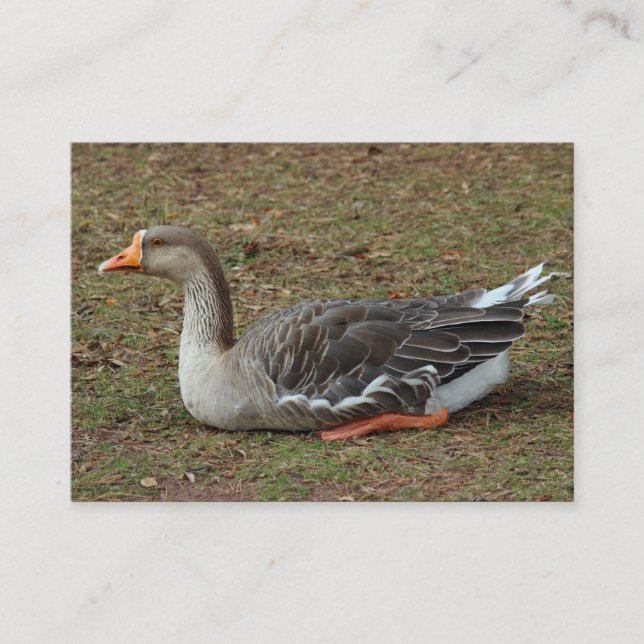 Tarjeta De Visita Greylag Swan Goose Cross (Anverso)