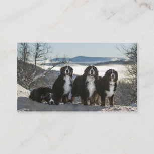 Tarjeta De Visita grupo de perros de montaña de bernesa
