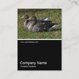 Tarjeta De Visita Half&Half Photo 0242 - Geese de Greylag
