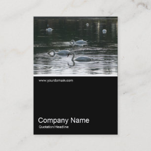 Tarjeta De Visita Half&Half Photo 0257 - Swans