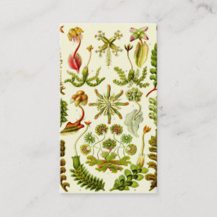 Tarjeta De Visita Hepáticas de Ernst Haeckel