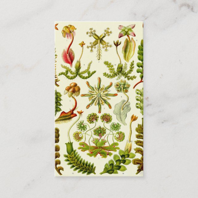 Tarjeta De Visita Hepáticas de Ernst Haeckel (Anverso)