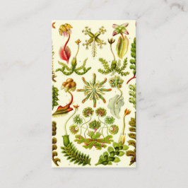 Tarjeta De Visita Hepáticas de Ernst Haeckel