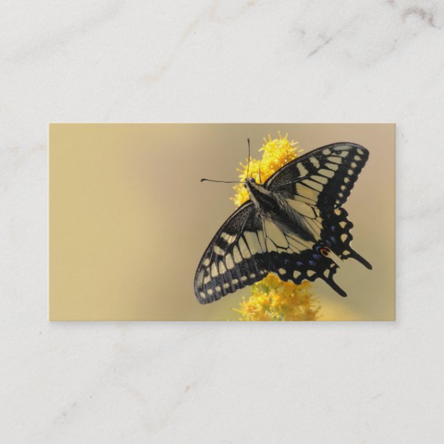 Tarjeta De Visita Hermosa mariposa Anise Swallowtail en el sol (Anverso)