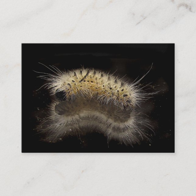 Tarjeta De Visita Hickory Tussock Caterpillar ATC (Anverso)