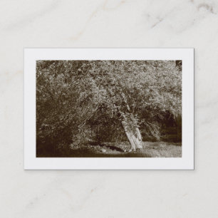 Tarjeta De Visita Holly Tree - Sepia (bordeado)