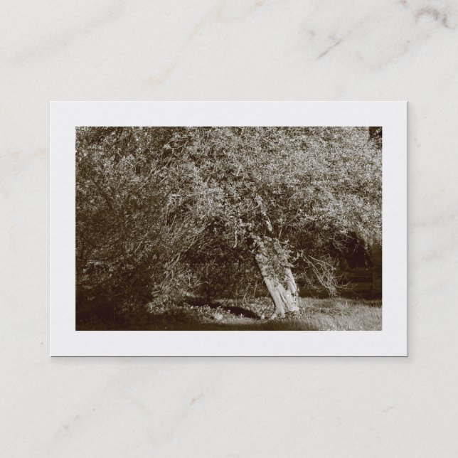 Tarjeta De Visita Holly Tree - Sepia (bordeado) (Anverso)