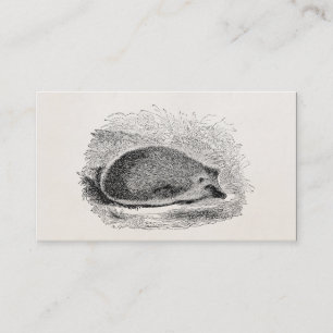 Tarjeta De Visita Ilustracion de los erizos de los 1800s del erizo