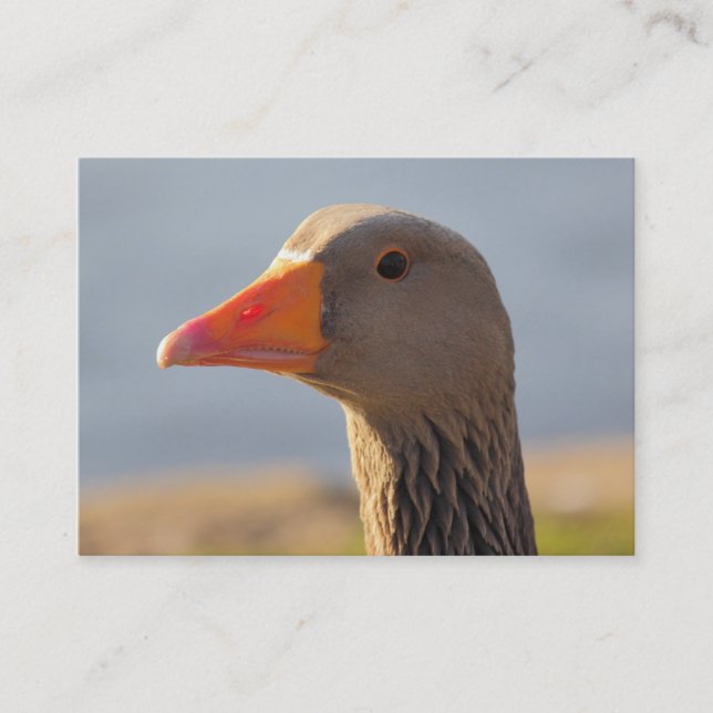 Tarjeta De Visita Inquisitivo Greylag Goose (Anverso)