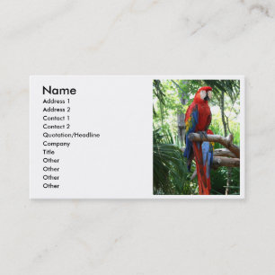 Tarjeta De Visita Macaw del escarlata, diseño rojo del photograp de