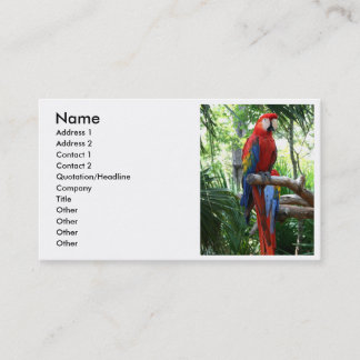 Tarjeta De Visita Macaw del escarlata, diseño rojo del photograp del