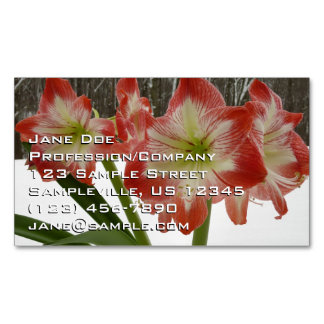 Tarjeta De Visita Magnética Amaryllis en floral de invierno en la nieve roja f