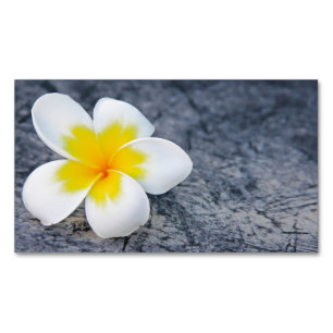 Tarjeta De Visita Magnética Fotografía floral de frangipani tropical