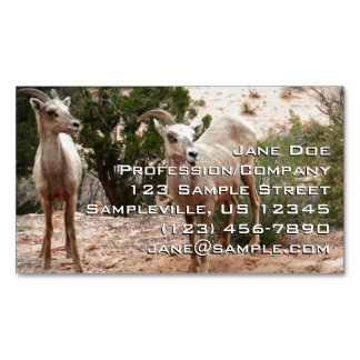 Tarjeta De Visita Magnética Graciosa oveja bighorn en el Parque Nacional de Zi