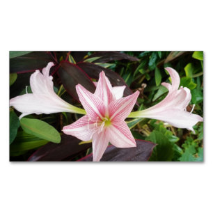 Tarjeta De Visita Magnética Planta De Flores Amaryllis En Jardín