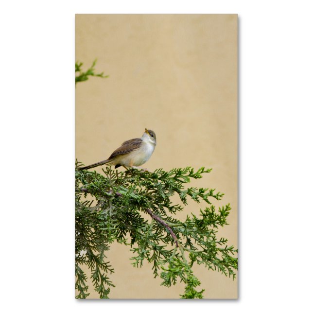 Tarjeta De Visita Magnética Sparrow (Frente vertical)