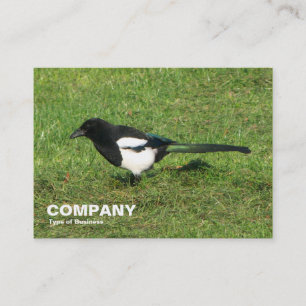 Tarjeta De Visita Magpie europeo