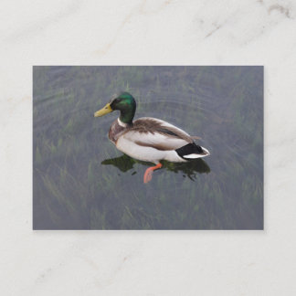 Tarjeta De Visita Mallard Duck