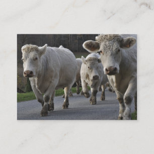 Tarjeta De Visita Manada de los ganados vacunos de Charolais