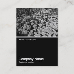 Tarjeta De Visita Media&Half Photo 0234 - Sedum "Alegría de otoño"